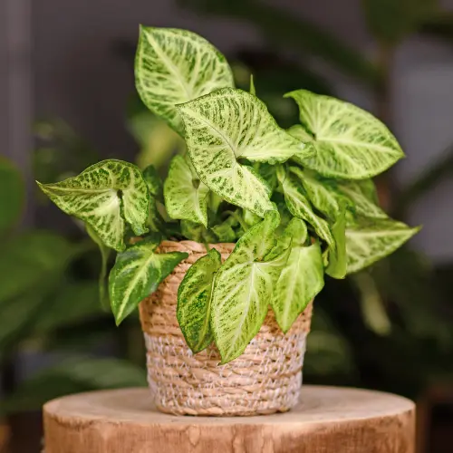 [SYN] Syngonium plant