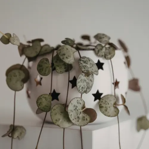String of hearts