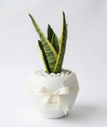 [SNP] Snake plant  Gift pot