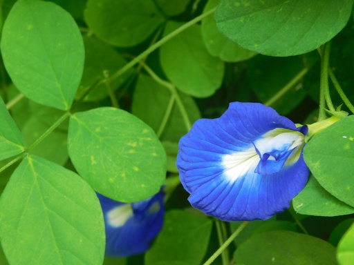 [BLP4] Blue pea [ aparijatha] plant