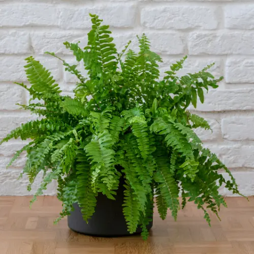 Boston Fern