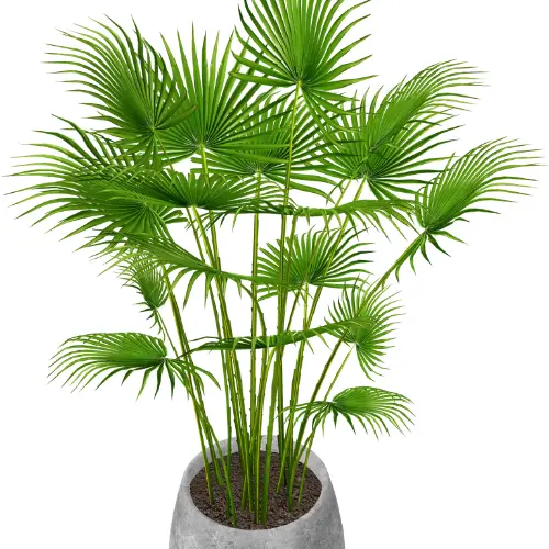 Chinese Fan Palm
