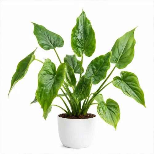 [BDP] Buddha's Palm plant