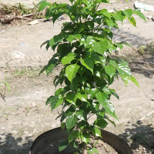 [CDP] China doll plant