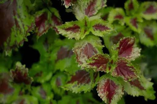 [COL] Coleus plant (any color)