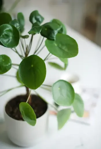 [CMP] Chinese money plant