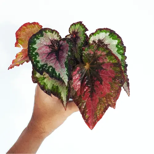 Begonia rex