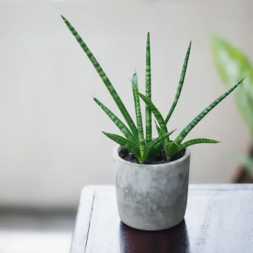 [CSP] Cylindrical Snake Plant