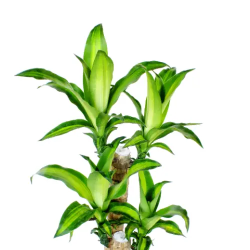 Dracaena Limelight