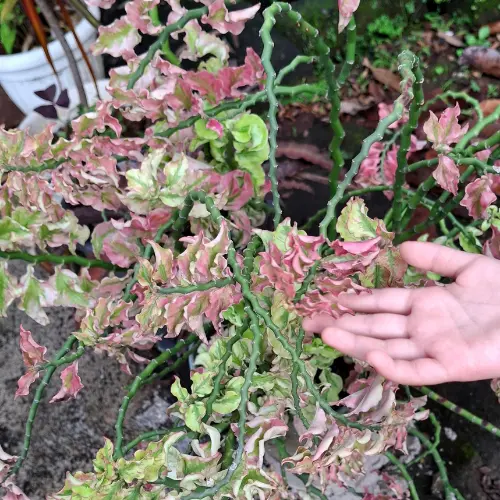 [DBB] Devils Backbone plant
