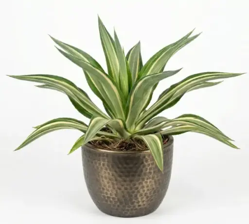 [FAG] False agave plant