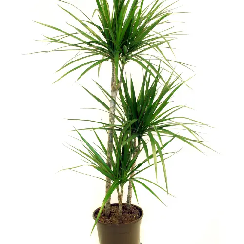 Dracaena
