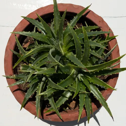 [DYB] Dyckia brevifolia plant