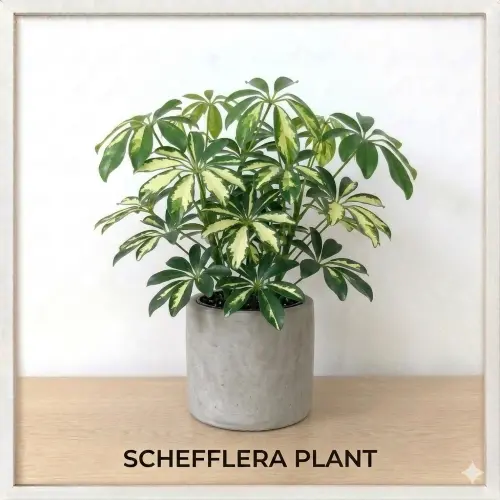 [DUP] Dwarf Umbrella Plant