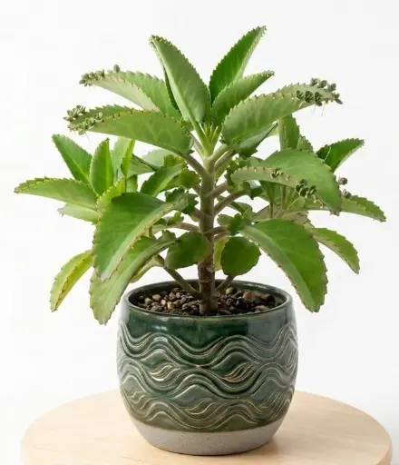 [Kalanchoe pinnata] Bryophyllum plant