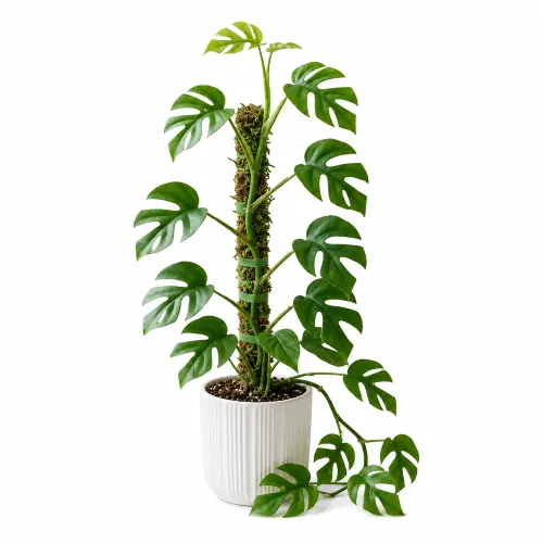 [GMM] Mini monstera plant