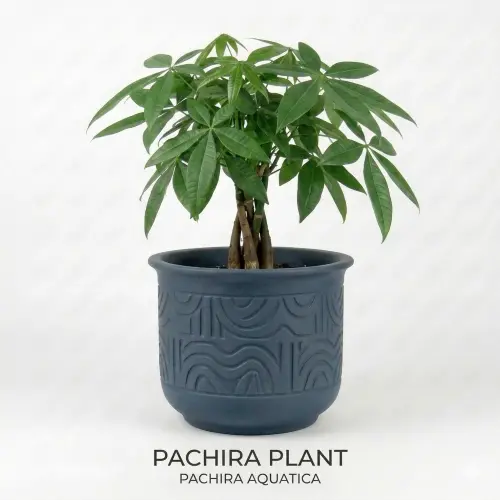 Guiana Chestnut (pachira money tree)