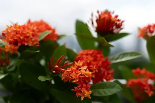 [Ixora coccinea] Ixora plant (any color)