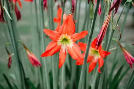 [MLB] March Lily bulbs(any color) 
