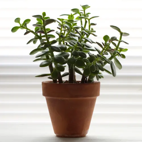 [JDP] Jade plant