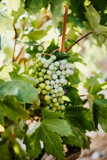 [Vitis vinifera] Grape plant