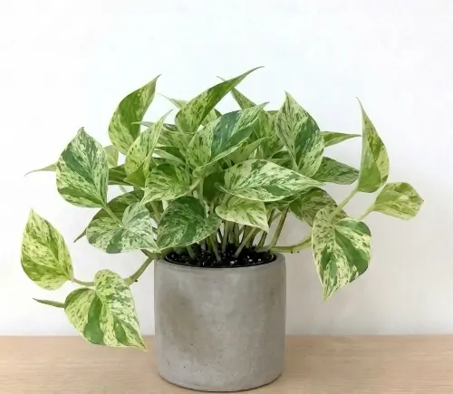 Marble queen pothos plant