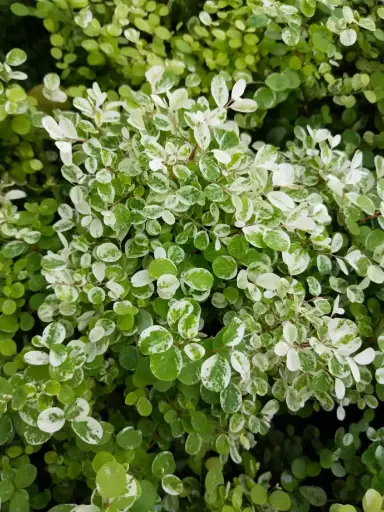 [HSB] Hawalian Snowbush plant
