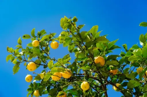 [Citrus X limon] Lemon plant