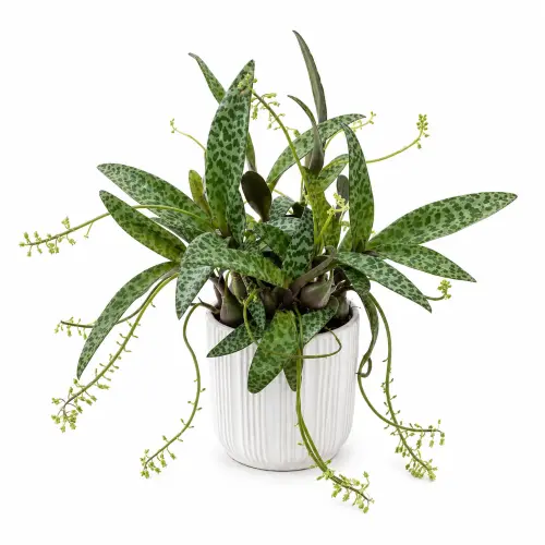 [LPL] Leopard lily plant