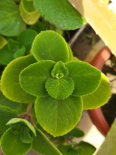[MXM] Mexican mint plant