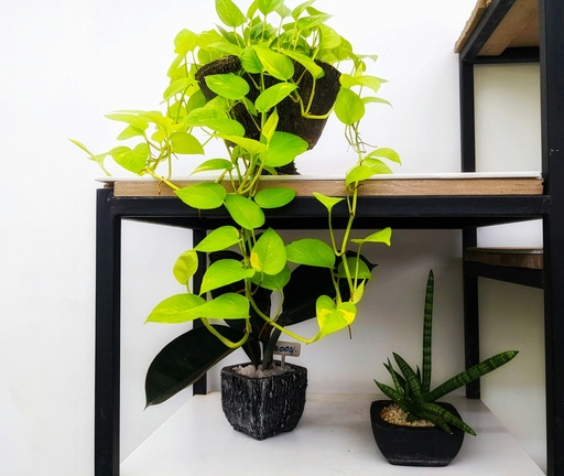 [GPP] Golden Pothos plant