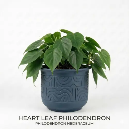 [HLP] Heart leaf philodendron plant
