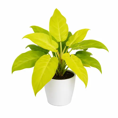 [PCG] Philodendron ceylon gold plant