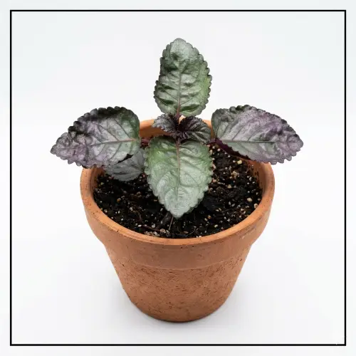[Strobilanthes alternata] Purple waffle plant