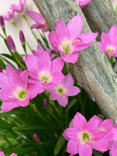 [RLB] Rain Lily bulbs