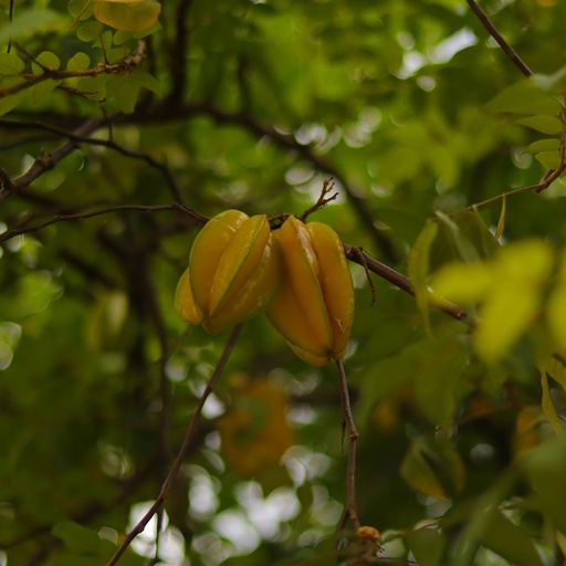 [Averrhoa carambola] Star Fruit plant