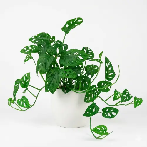 [BHP] Broken heart plant