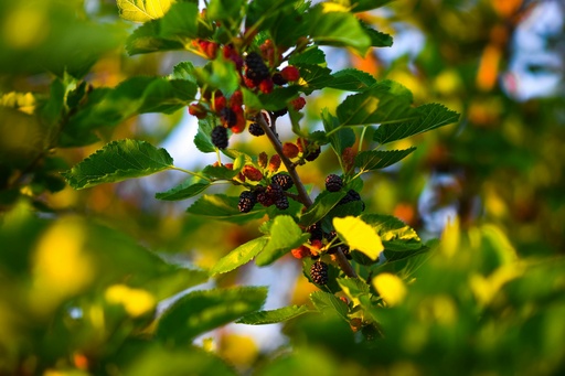 [Morus nigra] Mulberry plant