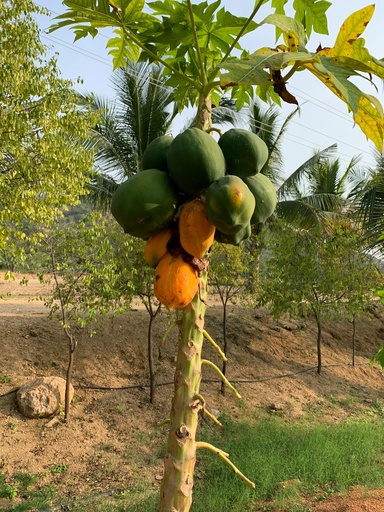 [Carica papaya] Papaya plant