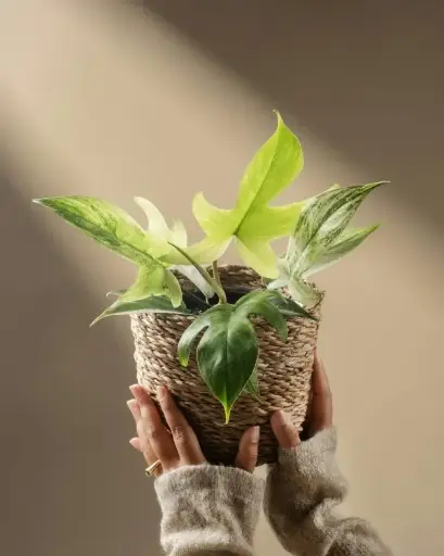 [PFG] Philodendron Florida ghost plant
