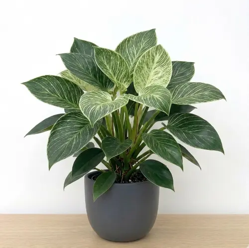 Philodendron birkin
