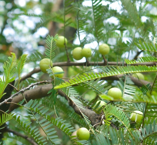 [Phyllanthus emblica] Amla plant