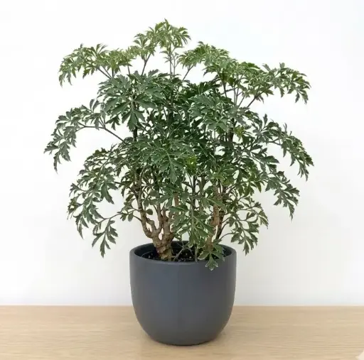 Aralia