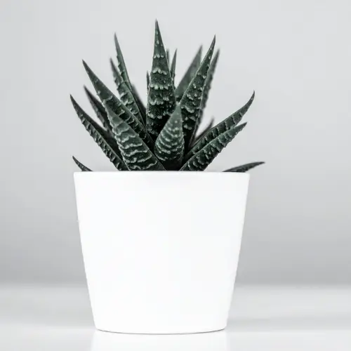 Zebra plant