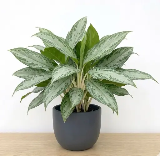 Chinese Evergreen Var. Silver Queen plant