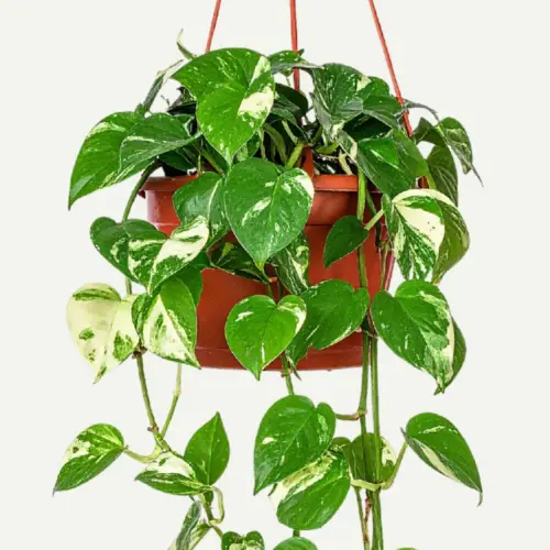pothos