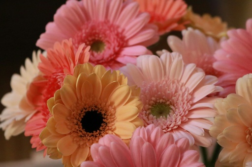 [Gerbera jamesonii] Gerbera bulbs (any color)
