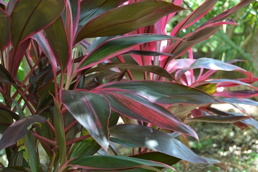 Ti Plant