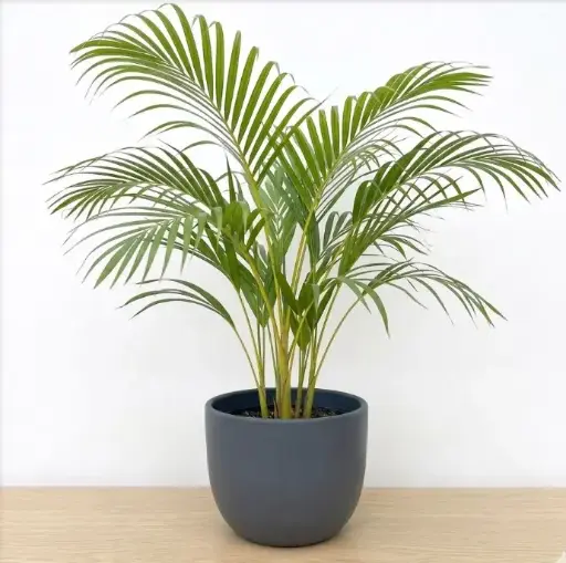 [ARP] Areca palm plant
