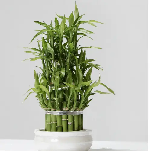 [LBB] Lucky Bamboo plant 